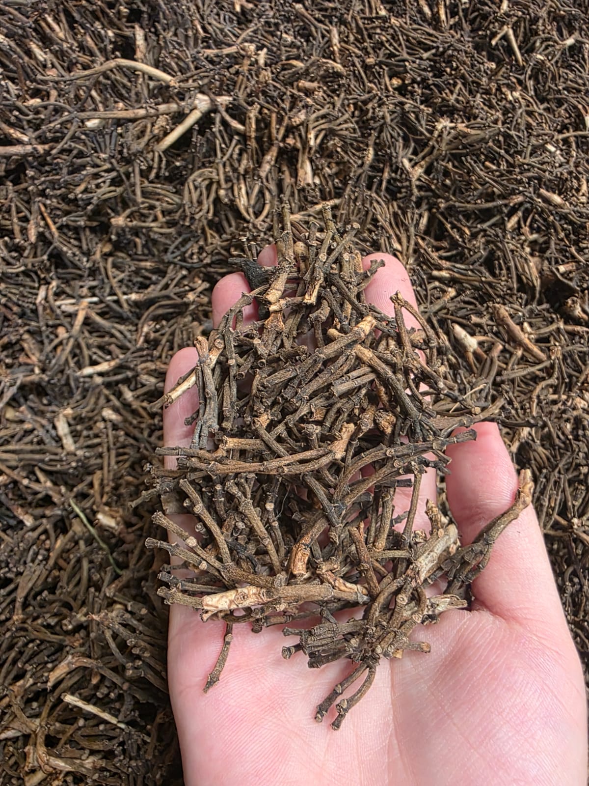 cloves stems Category